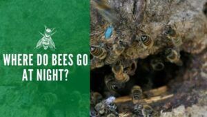 Where Do Bees Go at Night