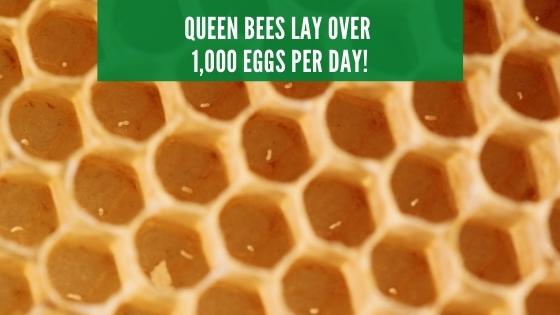 queen bees lay over 1000 eggs each day