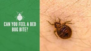 Can you feel a bed bug bite