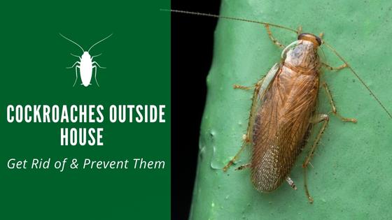 Cockroaches Outside House: How Get Rid of and Prevent Them