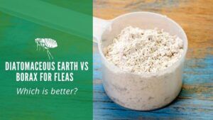 Diatomaceous Earth vs Borax For Fleas