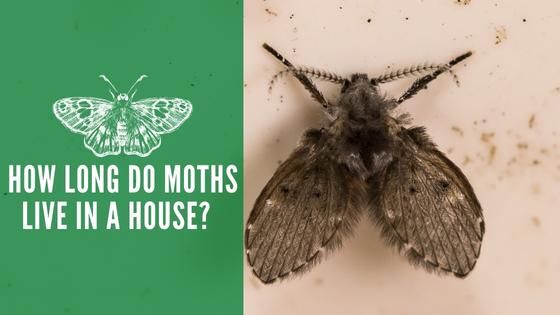 How Long Do Moths Live In a House