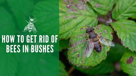 How to Get Rid of Bees in Bushes