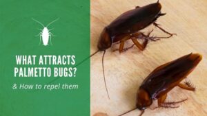 What Attracts Palmetto Bugs
