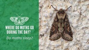 Where Do Moths Go During the Day