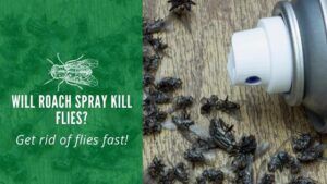 Will Roach Spray Kill Flies