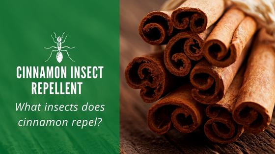 cinnamon insect repellent