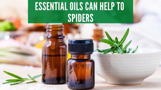 Essential oils to repel spiders