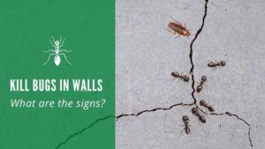 Kill bugs in walls