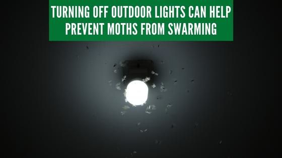 moths and outdoor light fixtures