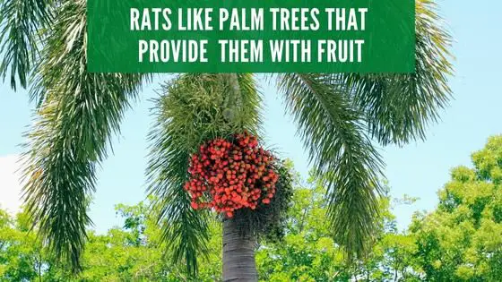 palm rats eat fruit