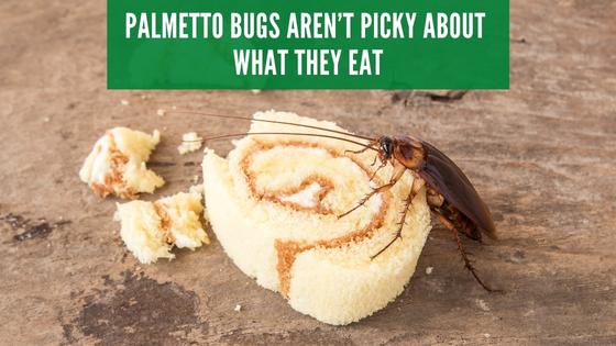 palmetto bugs eat anything