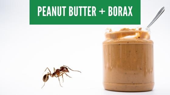 peanut butter and borax for ants