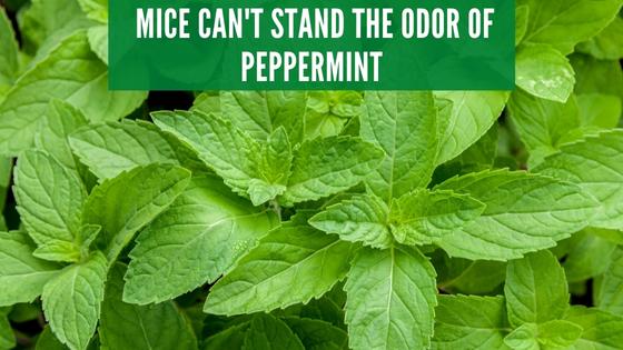 peppermint to repel mice