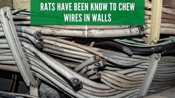 rats chew wires