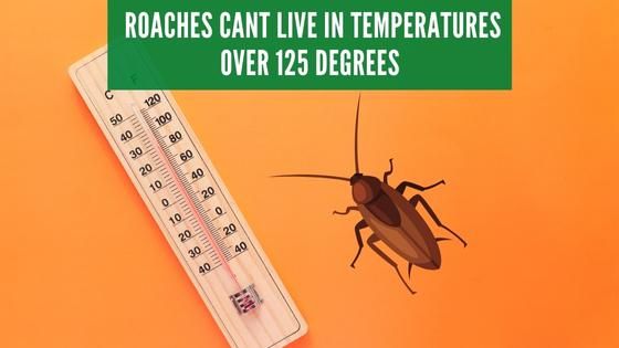 Roaches cant live in temperatures over 125 degrees