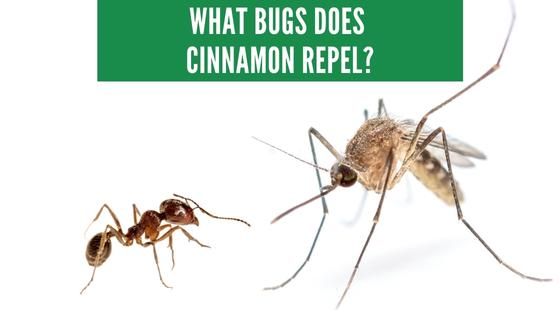 what bugs does cinnamon repel