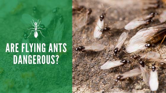 Are Flying Ants Dangerous