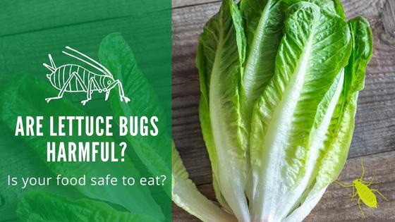 Are Lettuce Bugs Harmful?