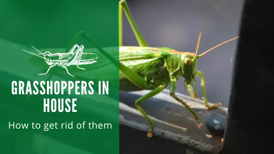 Grasshoppers in House