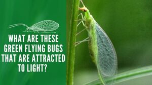 Green Flying Bugs That Are Attracted to Light