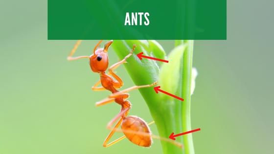 ants have six legs