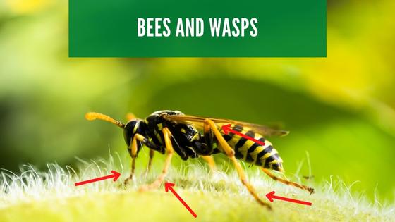 bees and wasps have six legs