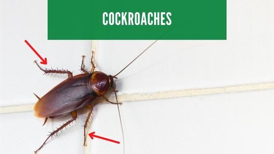 cockroaches have six legs