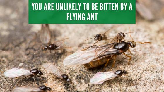do flying ants bite?
