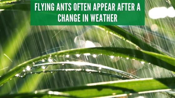 flying ants after rain