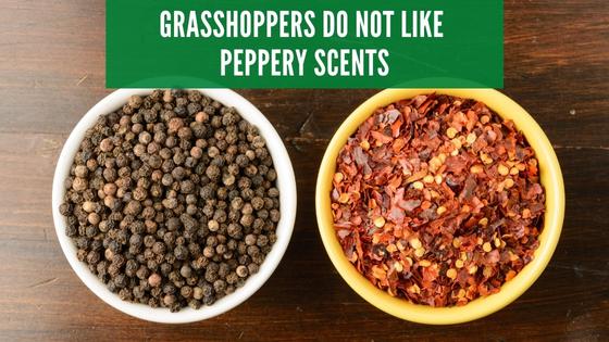 grasshoppers do not like peppery scents
