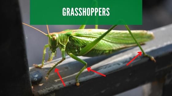 grasshoppers have six legs-insects