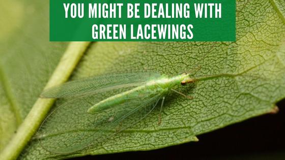 Green lacewings attracted to light