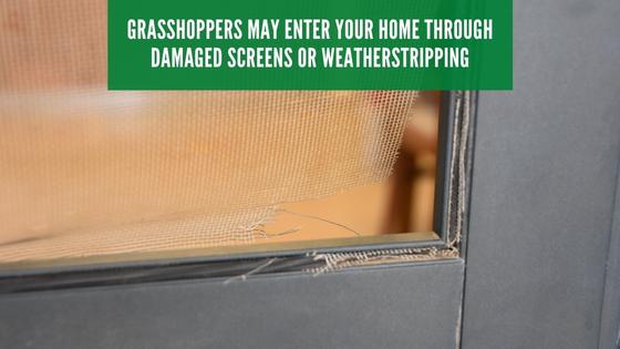 how do grasshoppers enter your home