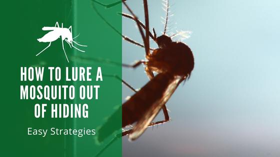 how to lure a mosquito out of hiding