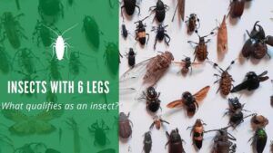 insects with six legs