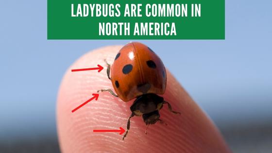lady bugs have six legs