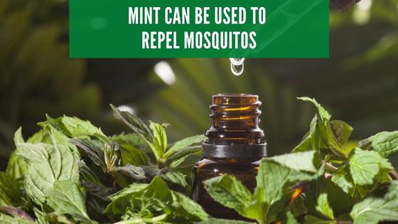 mint to repel mosquitos
