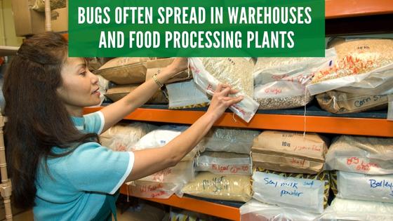 pantry bugs spread in warehouses