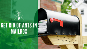 Get rid of ants in mailbox