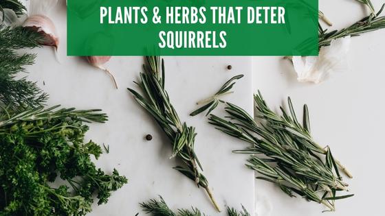 Plants & Herbs That Deter Squirrels