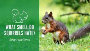 What Smell do Squirrels Hate