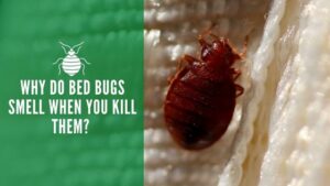 Why Do Bed Bugs Smell When You Kill Them