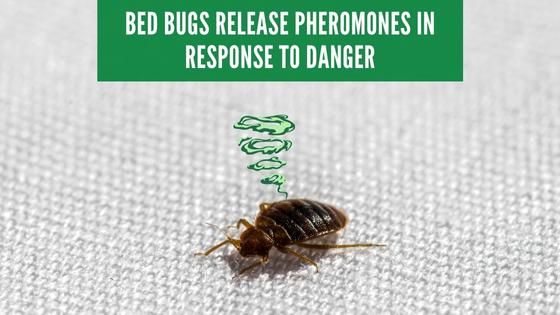 bed bugs release pheromones in response to danger