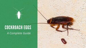 cockroach eggs
