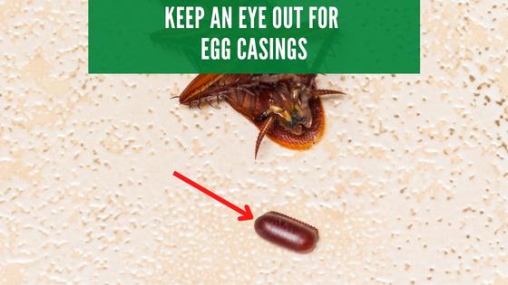 cockroach eggs in car