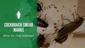 cockroach smear marks