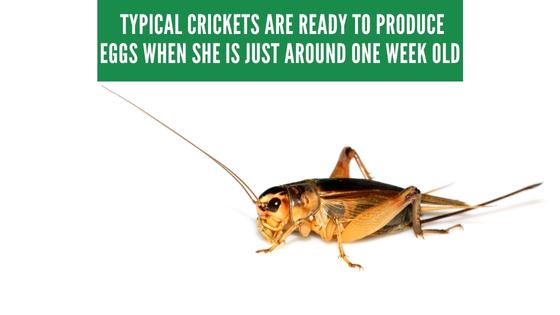 crickets reproduce fast