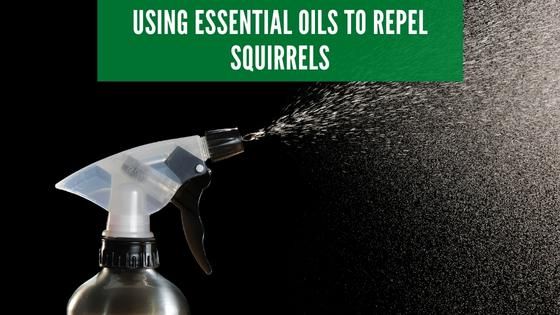 essential oils to repel squirrels