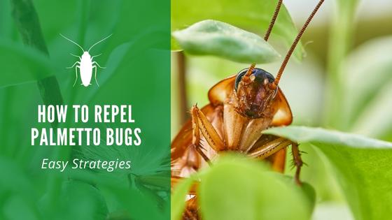 How to repel palmetto bugs